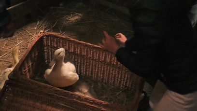 FOTO: Na Farmě je plno zvířat.