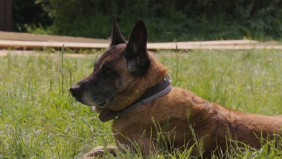 FOTO: Pes Zuzany začal dělat problémy.