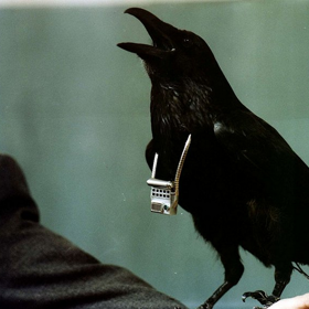 Krkavcům se raději přelepovaly zobáky černou páskou, aby nikoho neklovli.