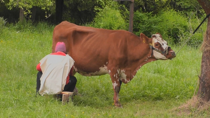 FOTO: Dramatické chvíle ve Farmě. – stránka 221