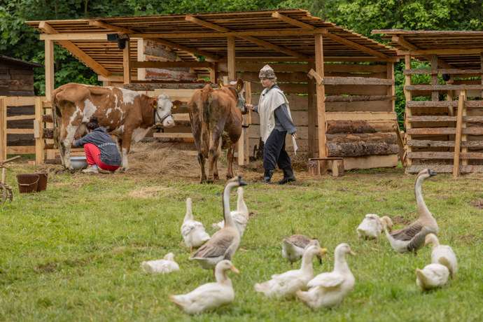 FOTO: Fallenka, krávy a husy. – stránka 8