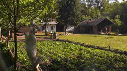 FOTO: Kozy se utrhly ze řetězu.