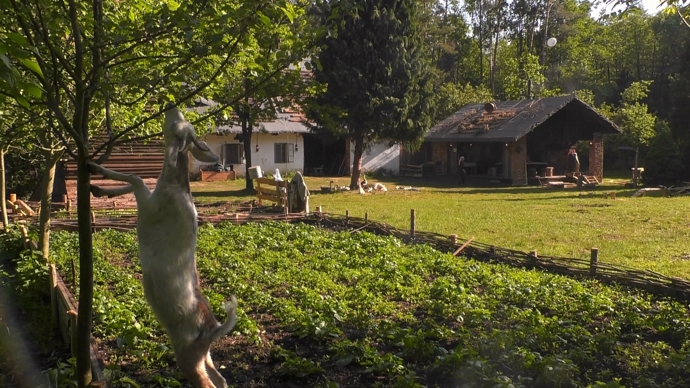 FOTO: Kozy se utrhly ze řetězu. – stránka 248