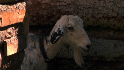 FOTO: Kozy dělají na Farmě neplechu.