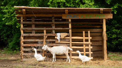 FOTO: Zvířata na Farmě.