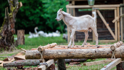 FOTO: Koza na farmě.