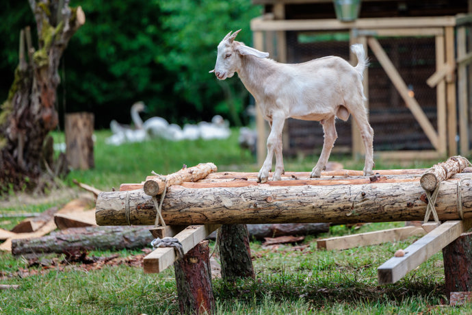 FOTO: Koza na farmě. – stránka 86