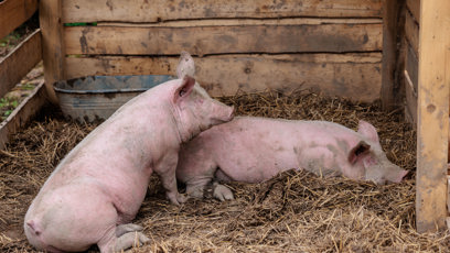 FOTO: Prasátka na farmě.