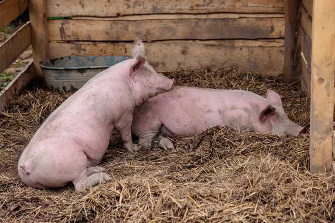FOTO: Prasátka na farmě. – stránka 90