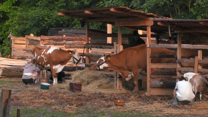 FOTO: Zvířata na farmě.