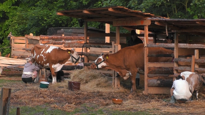 FOTO: Zvířata na farmě.