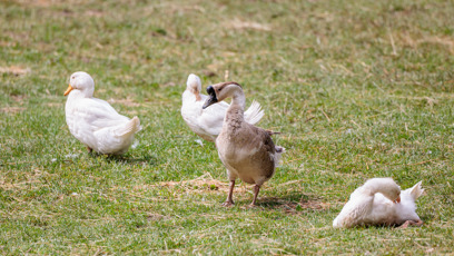 FOTO: Soutěžící se musí starat o domácí zvířata.
