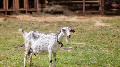 FOTO: Na farmě žije i koza.