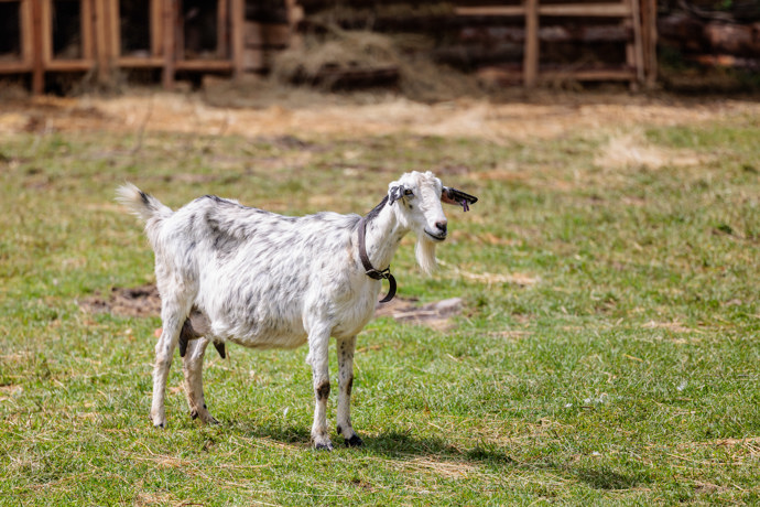 FOTO: Na farmě žije i koza. – stránka 14