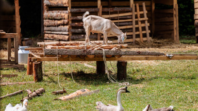 FOTO: Koza si dělá co chce.