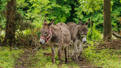FOTO: Oslíci na farmě snědli zásoby.