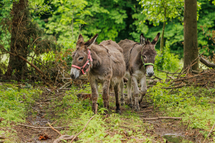 FOTO: Oslíci na farmě snědli zásoby. – stránka 249
