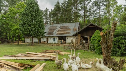 FOTO: Husy na farmě.