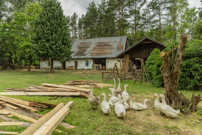 FOTO: Husy na farmě. – stránka 247