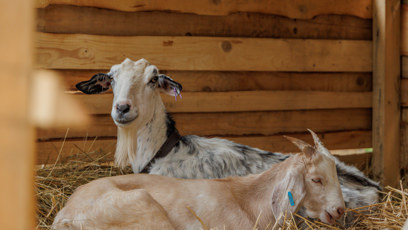 FOTO: Kozy na farmě.