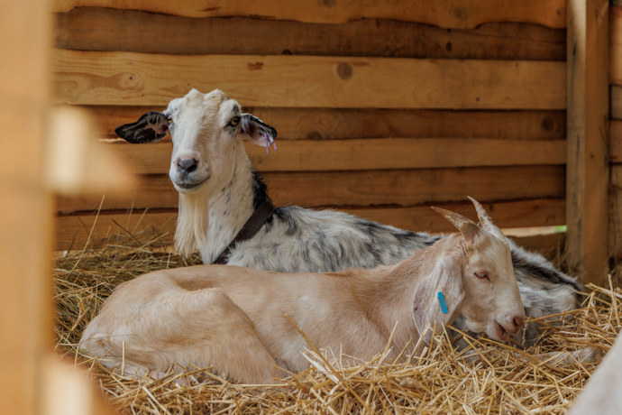 FOTO: Kozy na farmě. – stránka 251