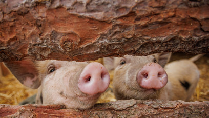 FOTO: Prasátka na farmě.