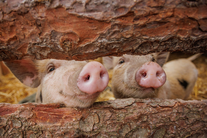 FOTO: Prasátka na farmě. – stránka 249