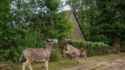 FOTO: Oslíci nadělali na farmě pořádnou neplechu.