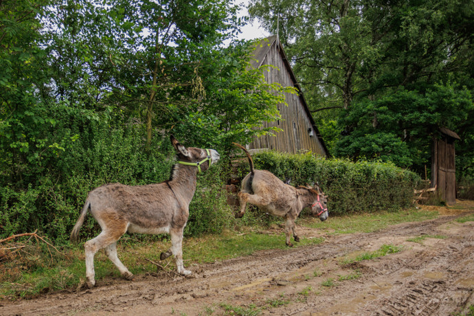 FOTO: Oslíci nadělali na farmě pořádnou neplechu. – stránka 217