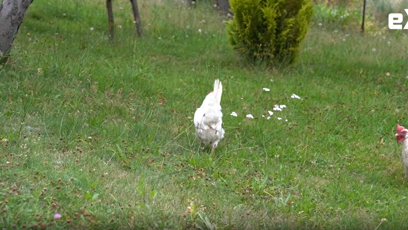 FOTO: Manželé si pořídli slepičky.