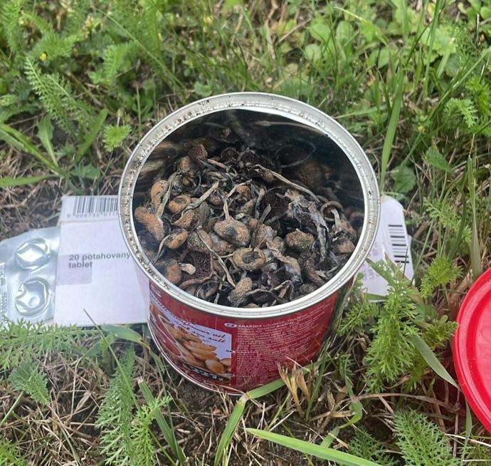 FOTO: Lysohlávky, které měla policie nalézt u účastníků festivalu.