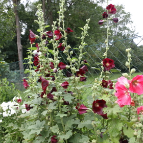 Květiny jsou na každém volném místečku...