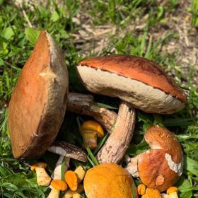 Tímto letošním úlovkem se pochlubila herečka Alice Bendová. 