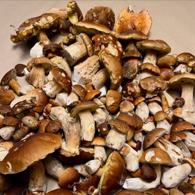 Takhle vypadá úlovek, který na Ilonu Csákovou doma čekal. 