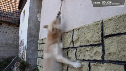 FOTO: Nebohý pejsek zemřel poté, co ho jeho majitel uvázal a nechal v místnosti bez jídla a vody.