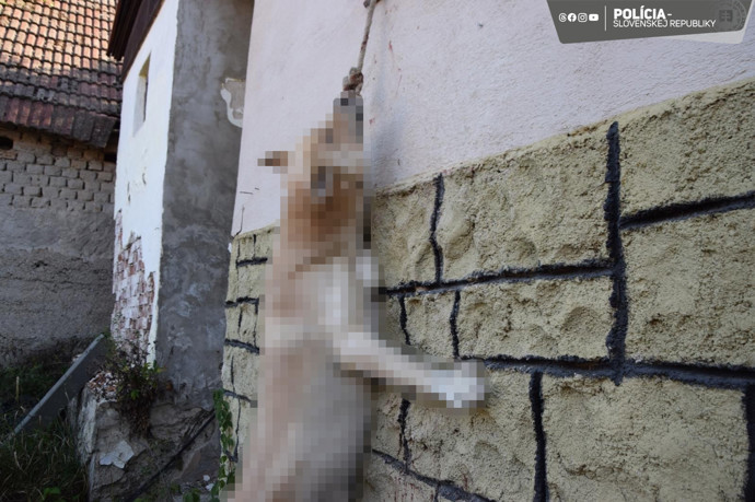 FOTO: Nebohý pejsek zemřel poté, co ho jeho majitel uvázal a nechal v místnosti bez jídla a vody.