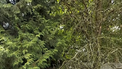 FOTO: Aneta Zicklerová se svými psy.