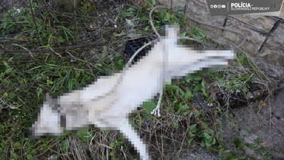 FOTO: Pejsek byl oběšený.