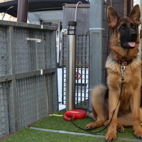 Fenka Jessie je krasavice, ale podle Heleny Vondráčkové je to pěkná divoška. 