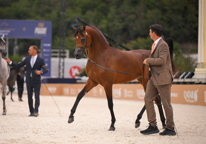 FOTO: Koně stáli až miliony eur. – stránka 8