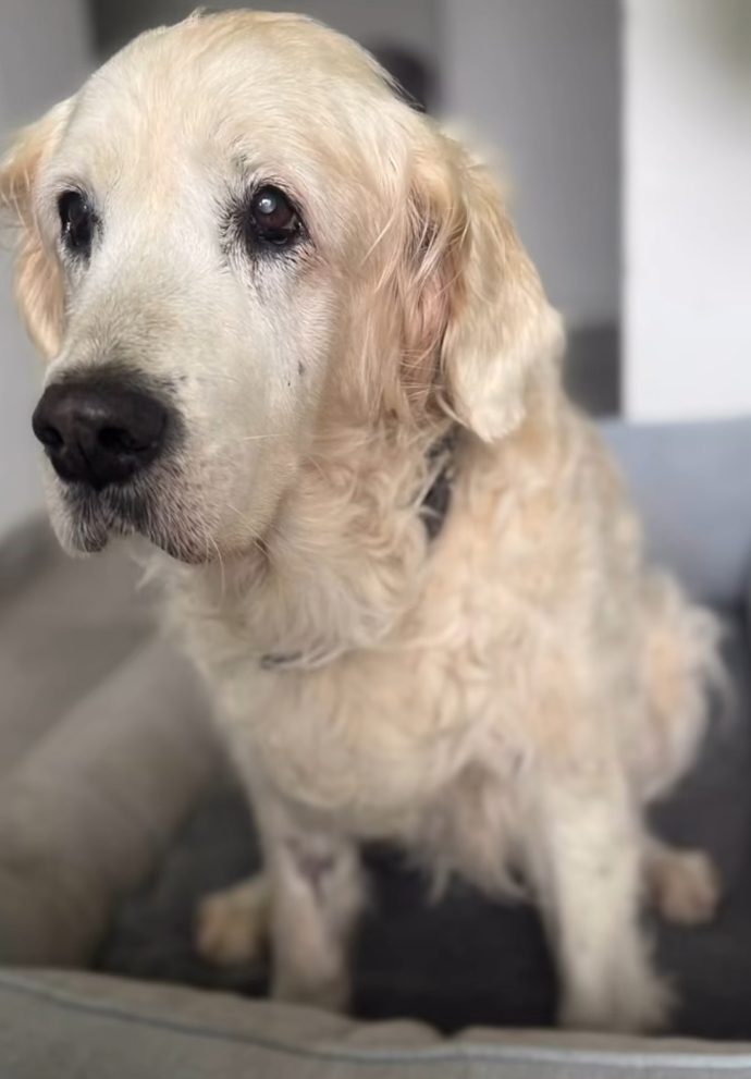 FOTO: Zemřela fenka zlatého retrívra, která byla přes 14 let plnohodnotný člen rodiny Babišových. – stránka 48