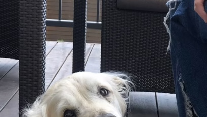 FOTO: Elinka byla fena zlatého retrívra.