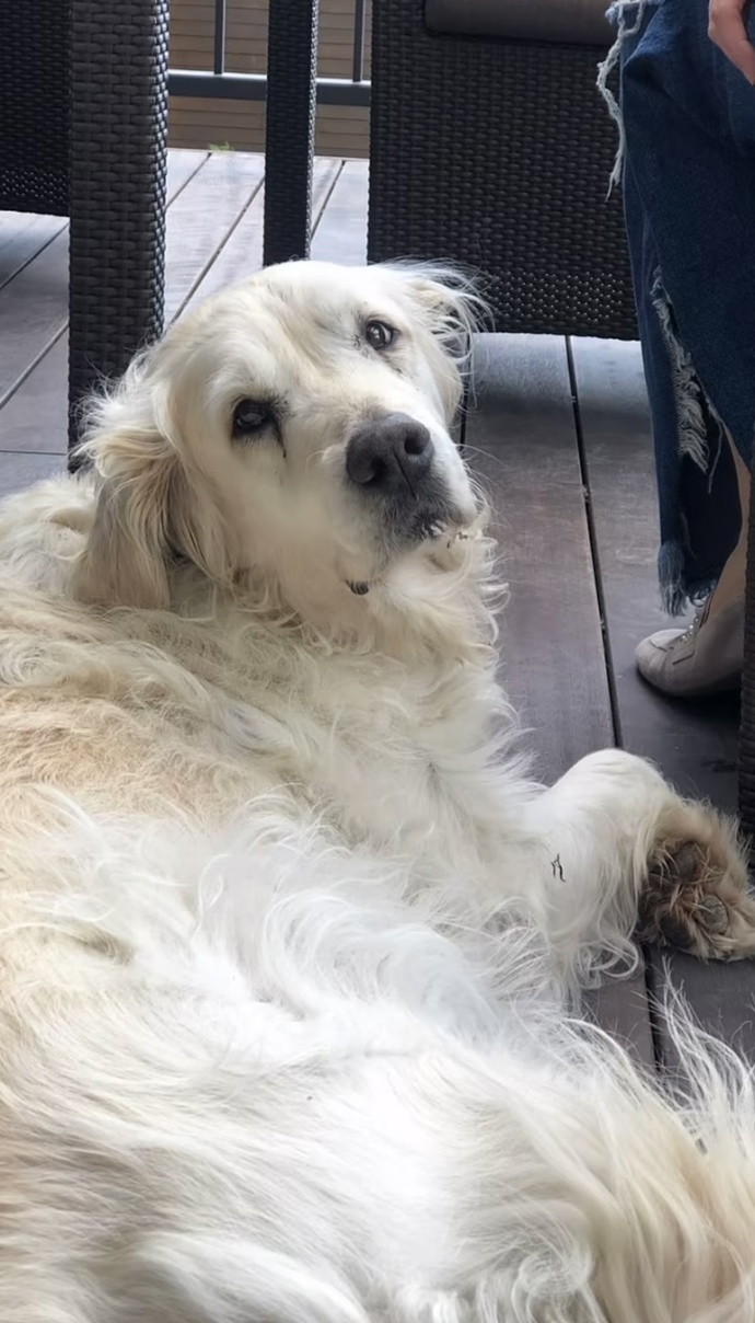 FOTO: Elinka byla fena zlatého retrívra. – stránka 43