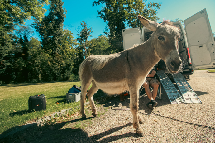 FOTO: Na place byl přítomný i osel. – stránka 14