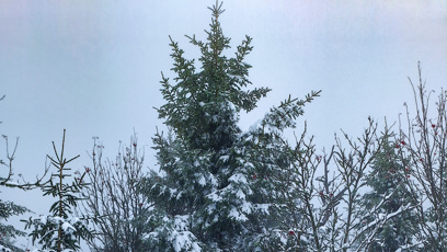 FOTO: Zpěvák musel auto strhnout na pole, aby zabránil pádu do lesa.