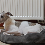 Tobiáš, milovaný pejsek pánů Aleše a Michala.