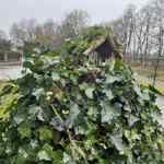 Hotovou ptačí budku jsem umístila na vršek dřevěného podstavce, který obrůstá břečťanem. Budka má být ve výšce minimálně 1, 5 metru nad zemí. 