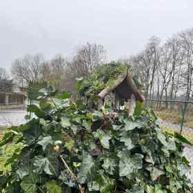 Hotovou ptačí budku jsem umístila na vršek dřevěného podstavce, který obrůstá břečťanem. Budka má být ve výšce minimálně 1, 5 metru nad zemí. 