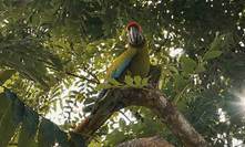 Od kostarických pralesů po evropské mokřady: jak umělá inteligence pomáhá vracet do krajiny zpěv ptáků