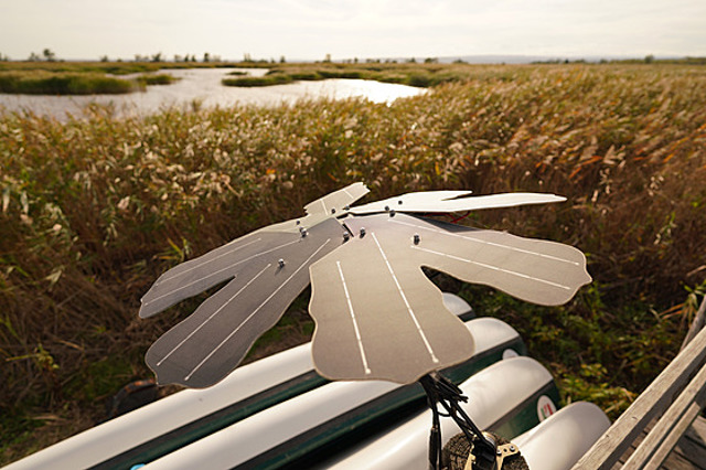 Od kostarických pralesů po evropské mokřady: jak umělá inteligence pomáhá vracet do krajiny zpěv ptáků